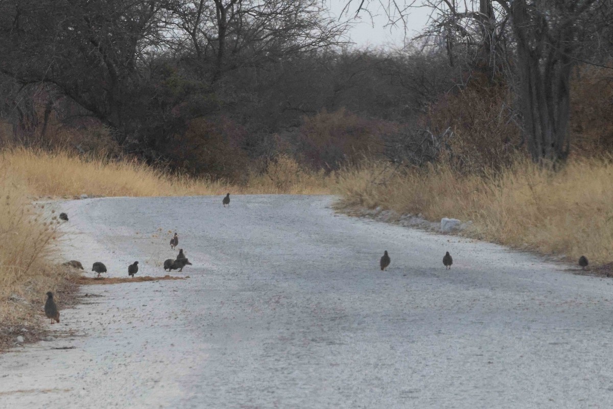 Francolin à bec rouge - ML646887879