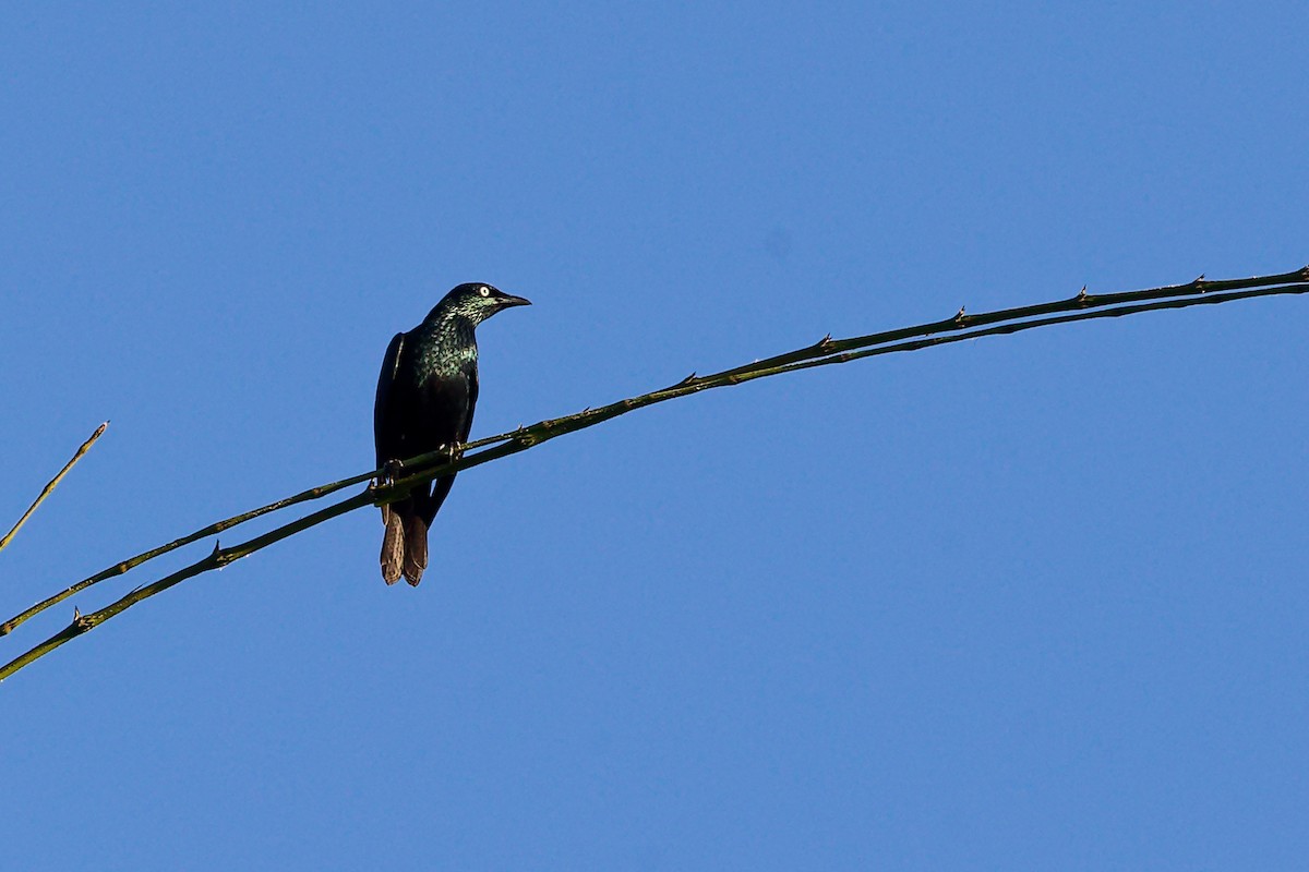 Stourne bronzé - ML646887880