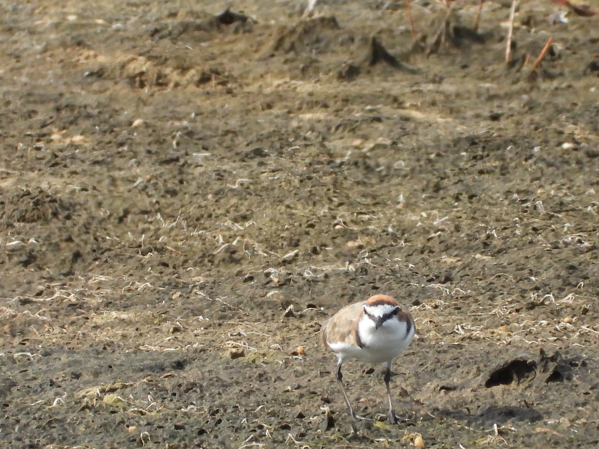 rødhettelo - ML646887881