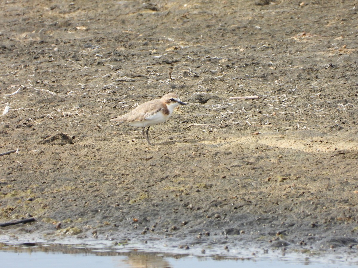 rødhettelo - ML646887882