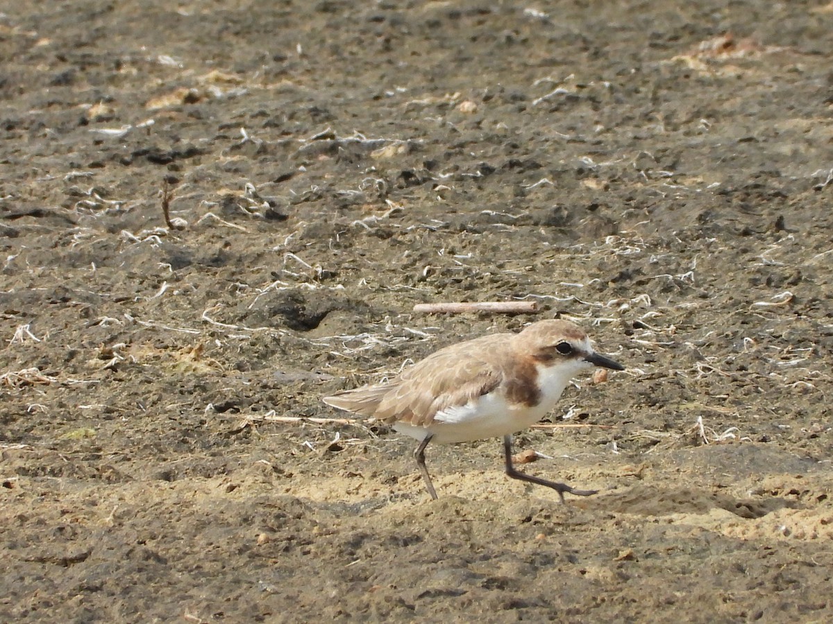 rødhettelo - ML646887883