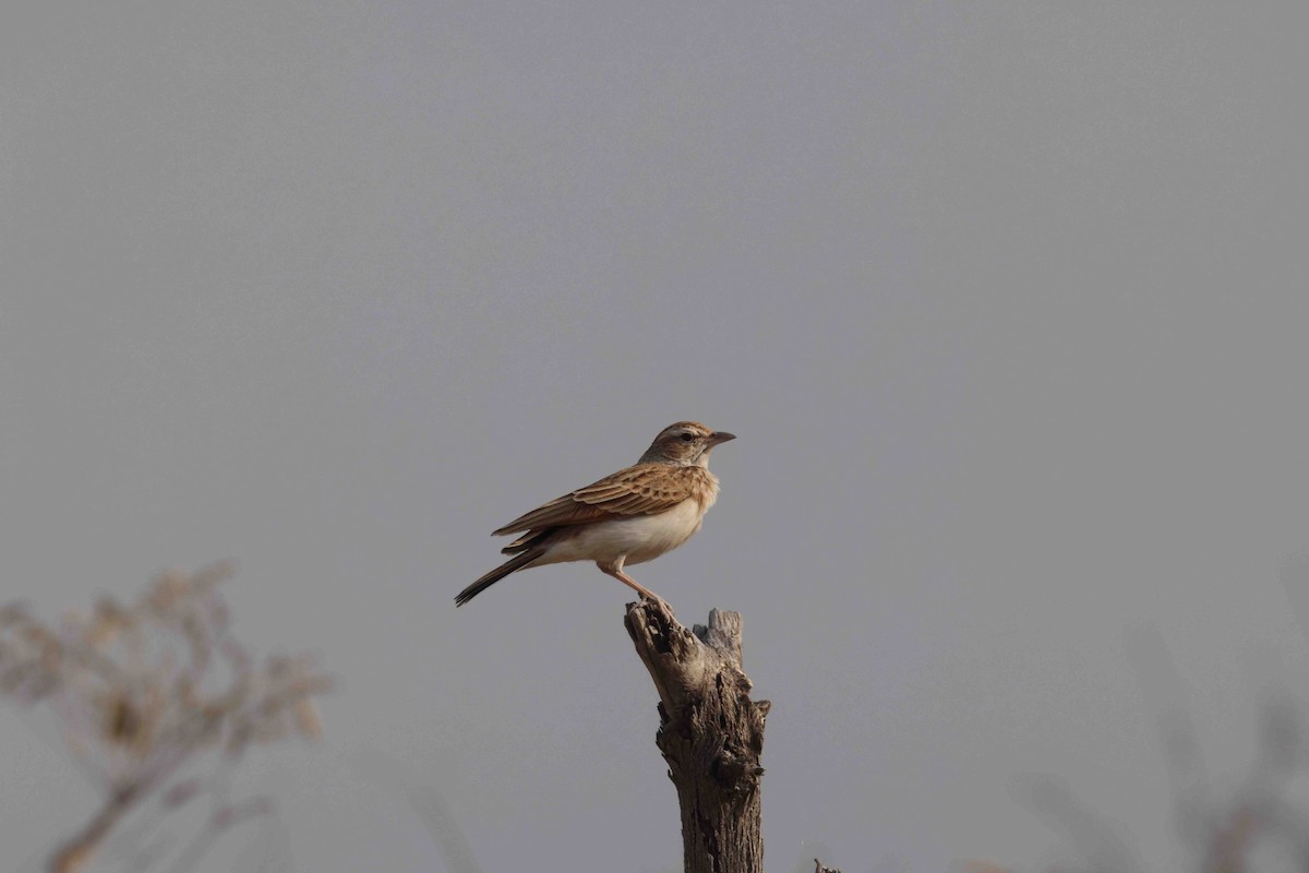 Alouette fauve - ML646887884