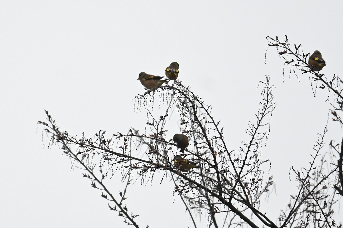 Verdier de Chine - ML646887885