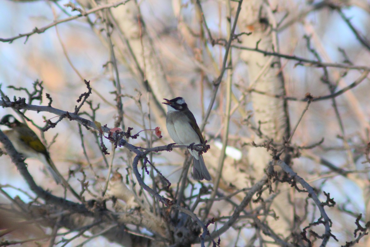 Bulbul de Chine - ML646887886