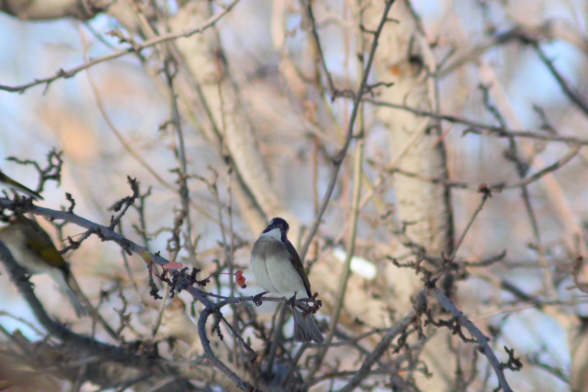 Bulbul de Chine - ML646887887