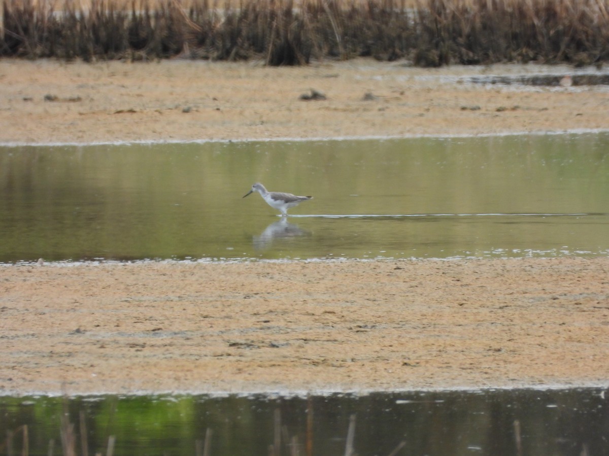 gluttsnipe - ML646887888