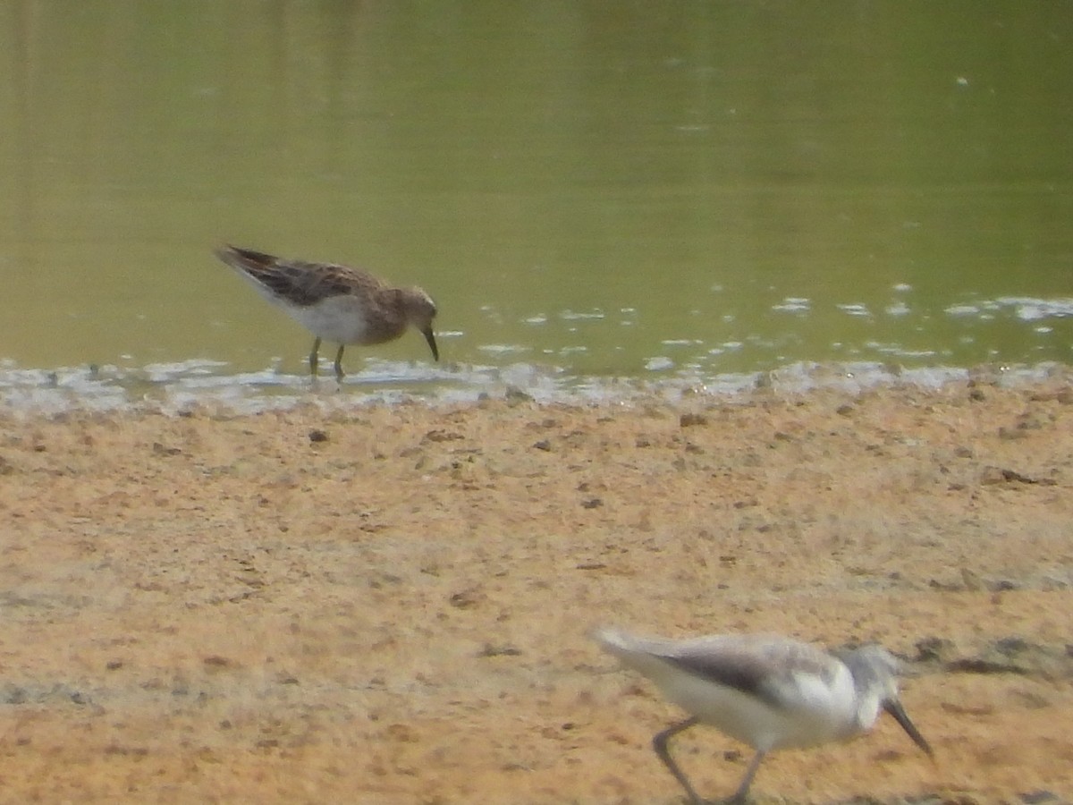 gluttsnipe - ML646887889