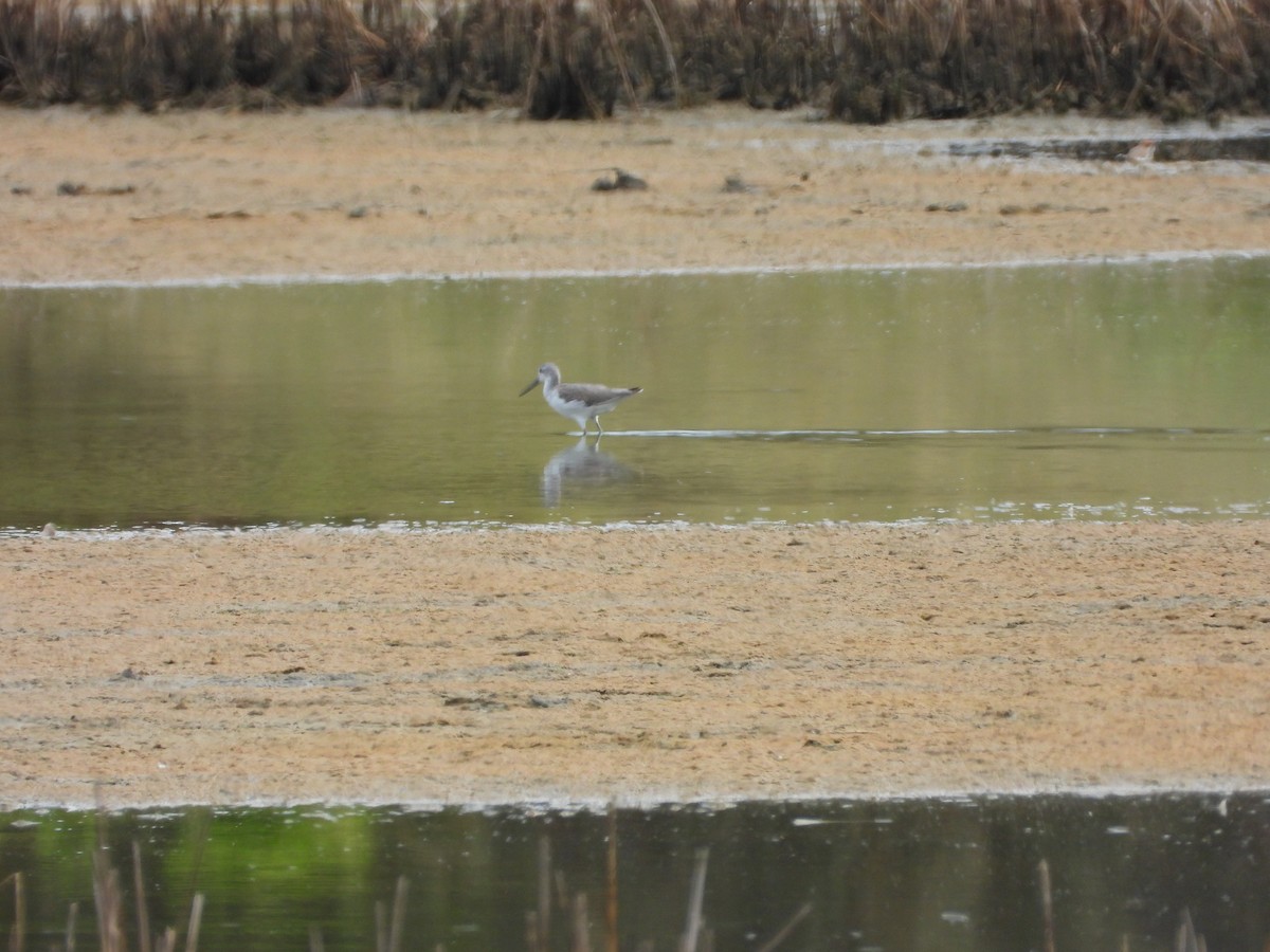 gluttsnipe - ML646887890