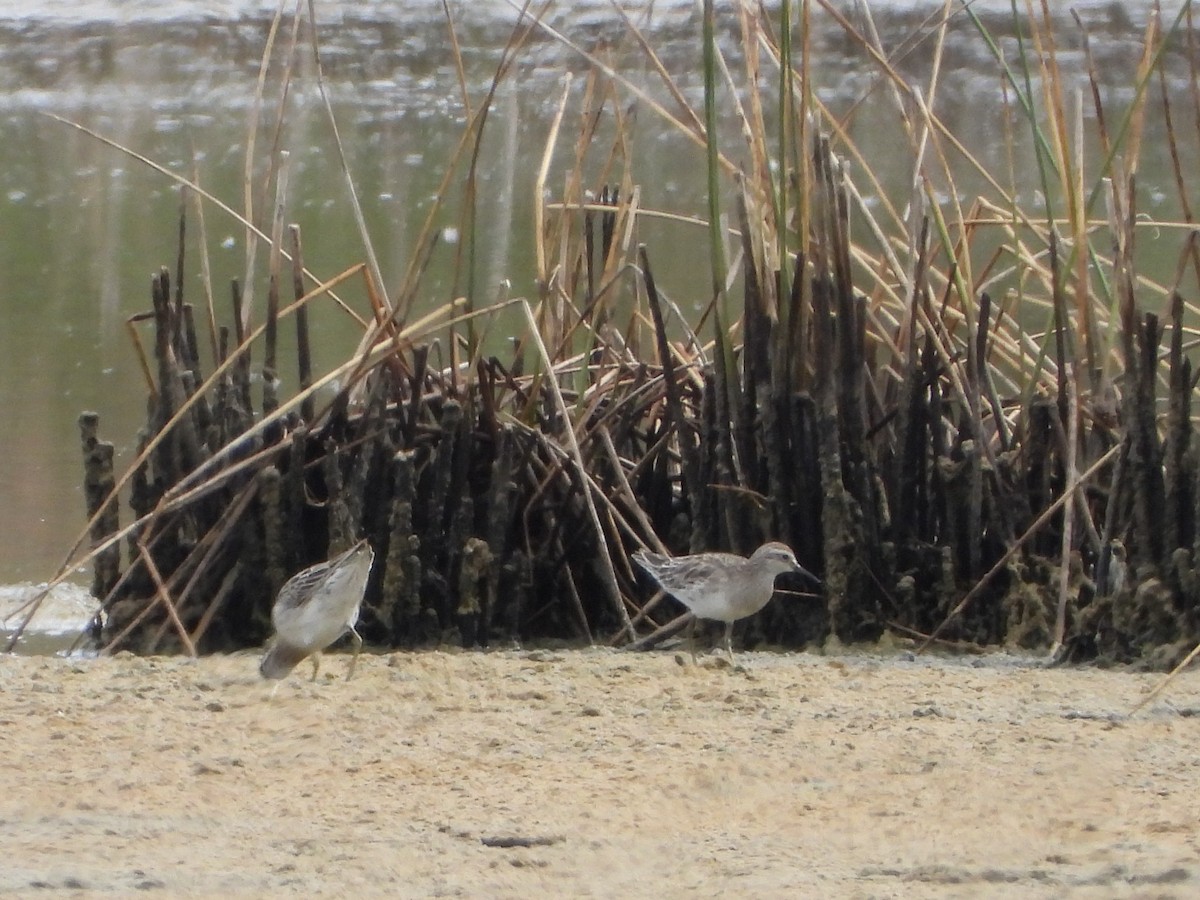 spisstjertsnipe - ML646887892