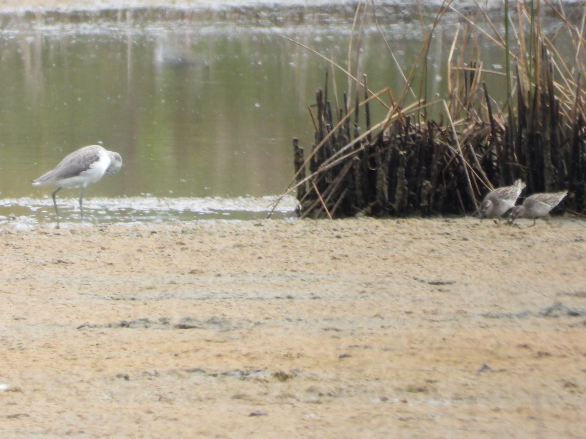 spisstjertsnipe - ML646887893