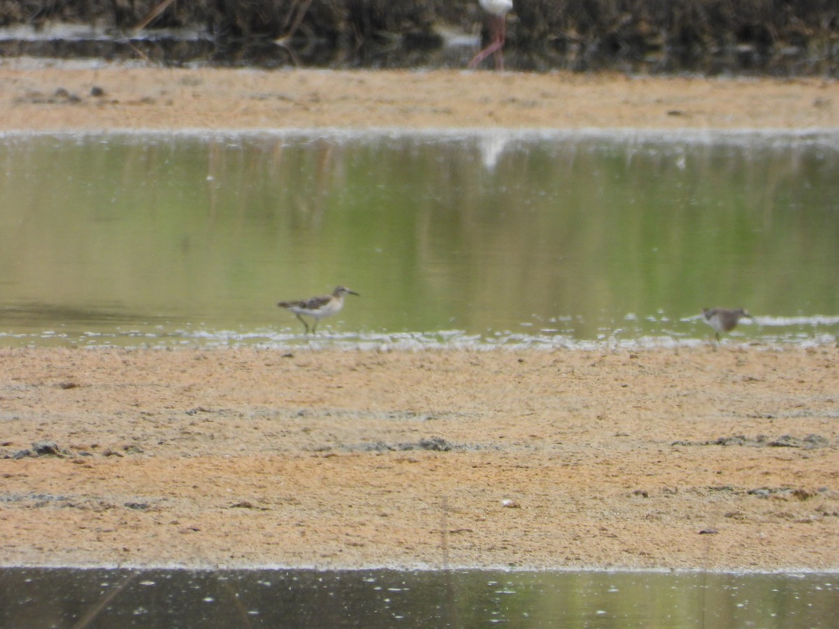 spisstjertsnipe - ML646887894