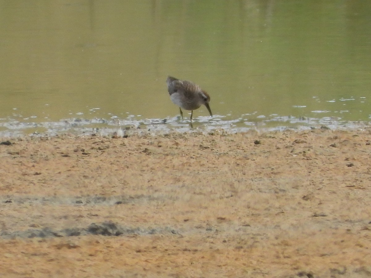 spisstjertsnipe - ML646887895