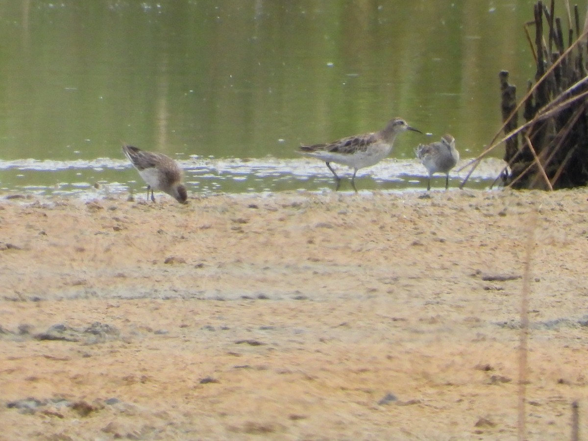 spisstjertsnipe - ML646887896