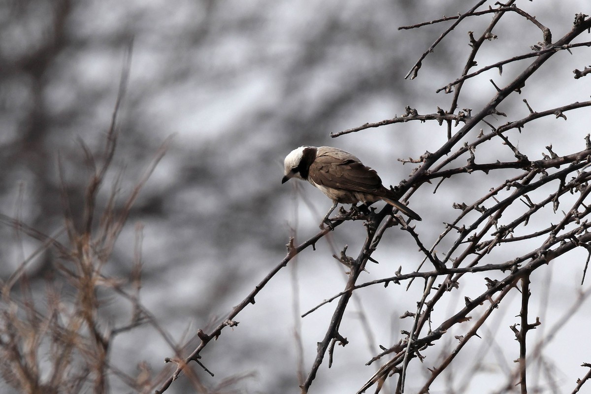 Ak Taçlı Örümcekkuşu - ML646887897