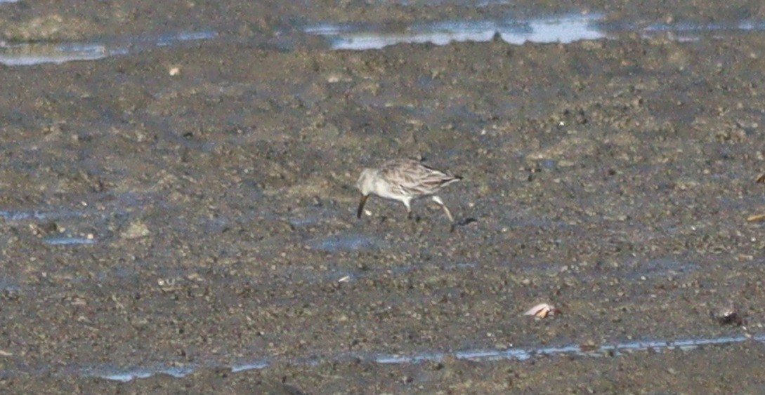 Kızıl Boyunlu Kumkuşu - ML646887898