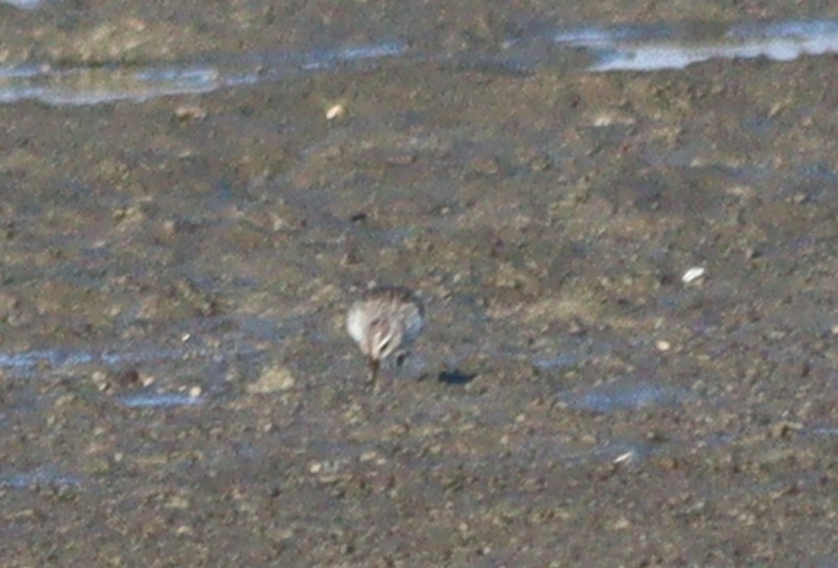 Kızıl Boyunlu Kumkuşu - ML646887899