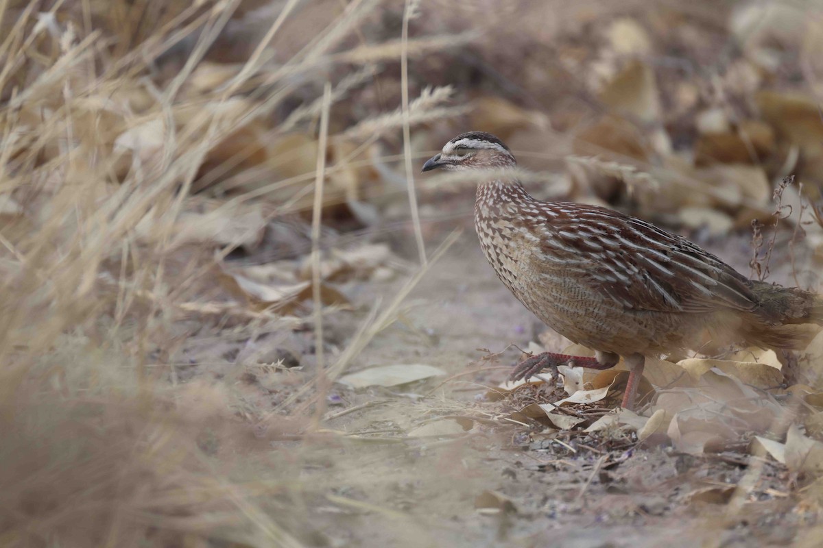 frankolín čapkový - ML646887900