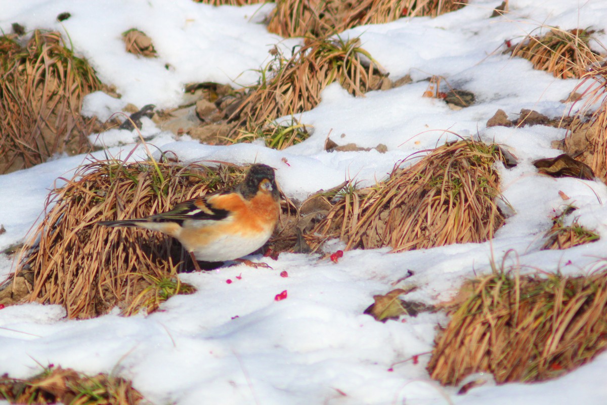 פרוש הרים - ML646887902