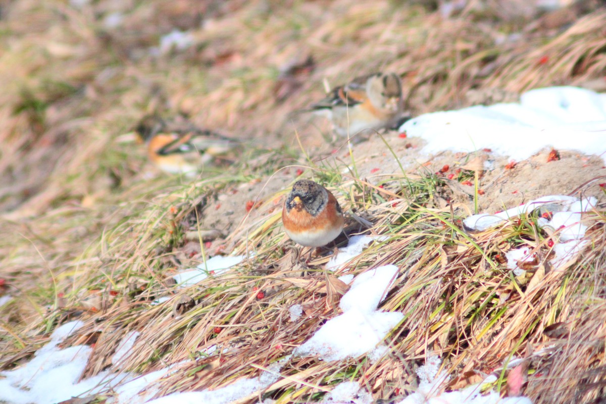 פרוש הרים - ML646887903