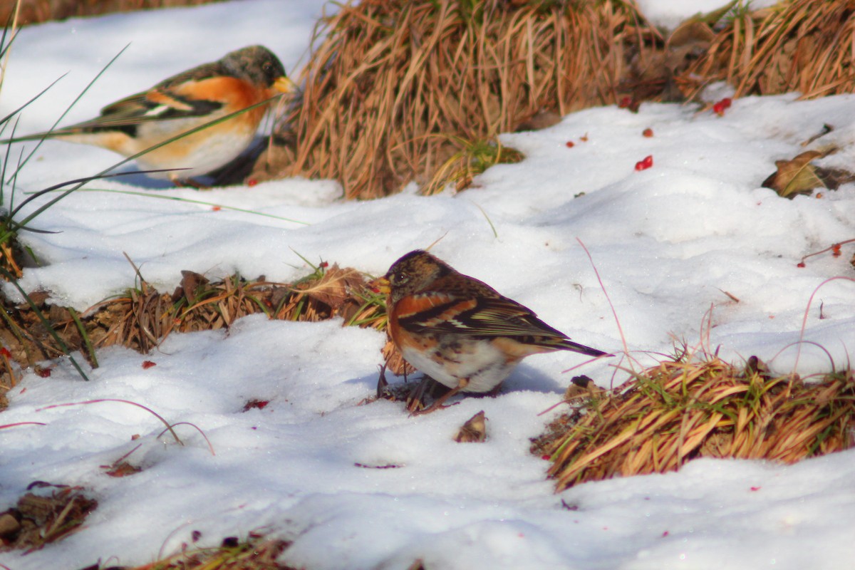 פרוש הרים - ML646887904