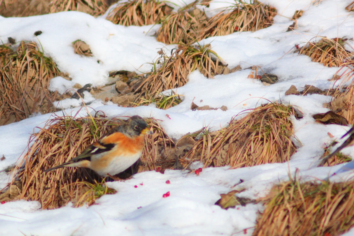 פרוש הרים - ML646887905