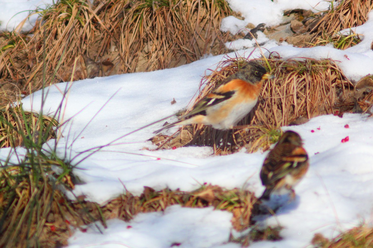 פרוש הרים - ML646887906