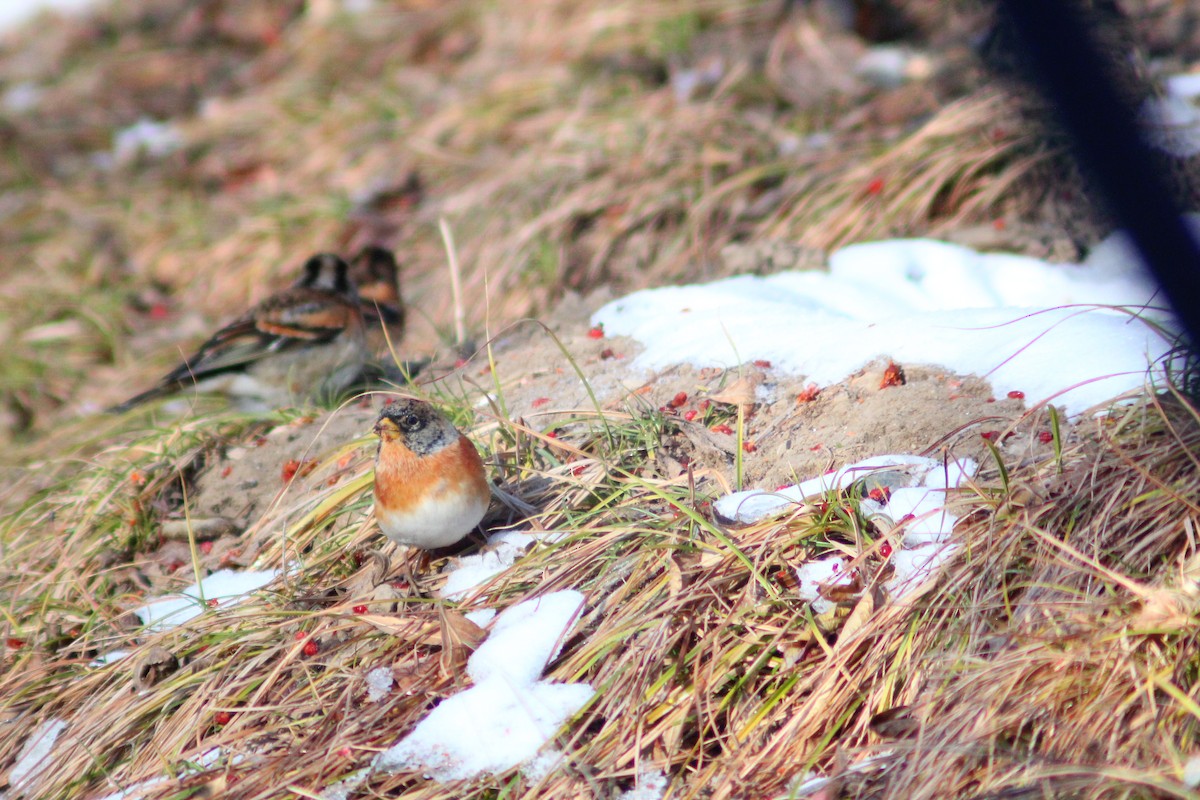 פרוש הרים - ML646887907