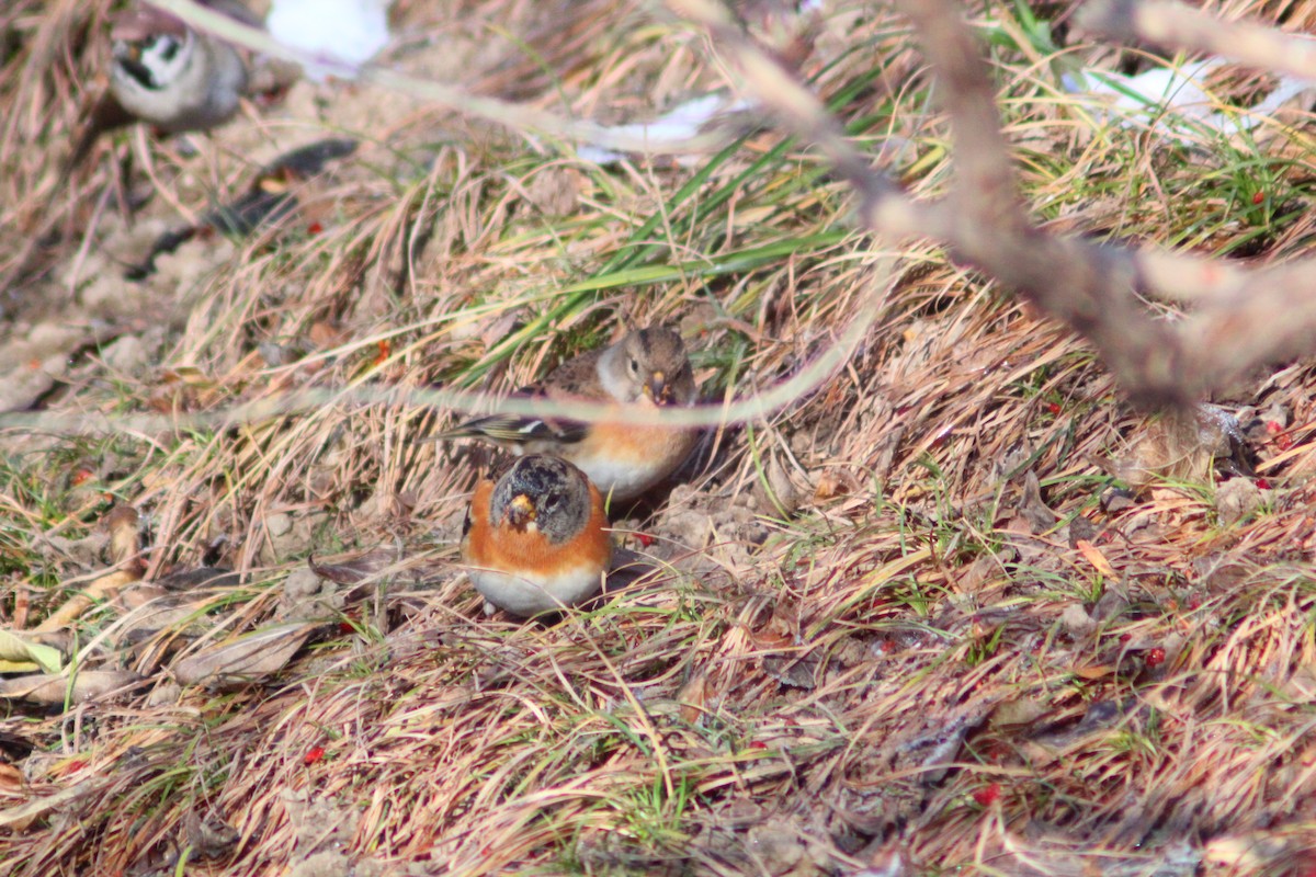 פרוש הרים - ML646887908