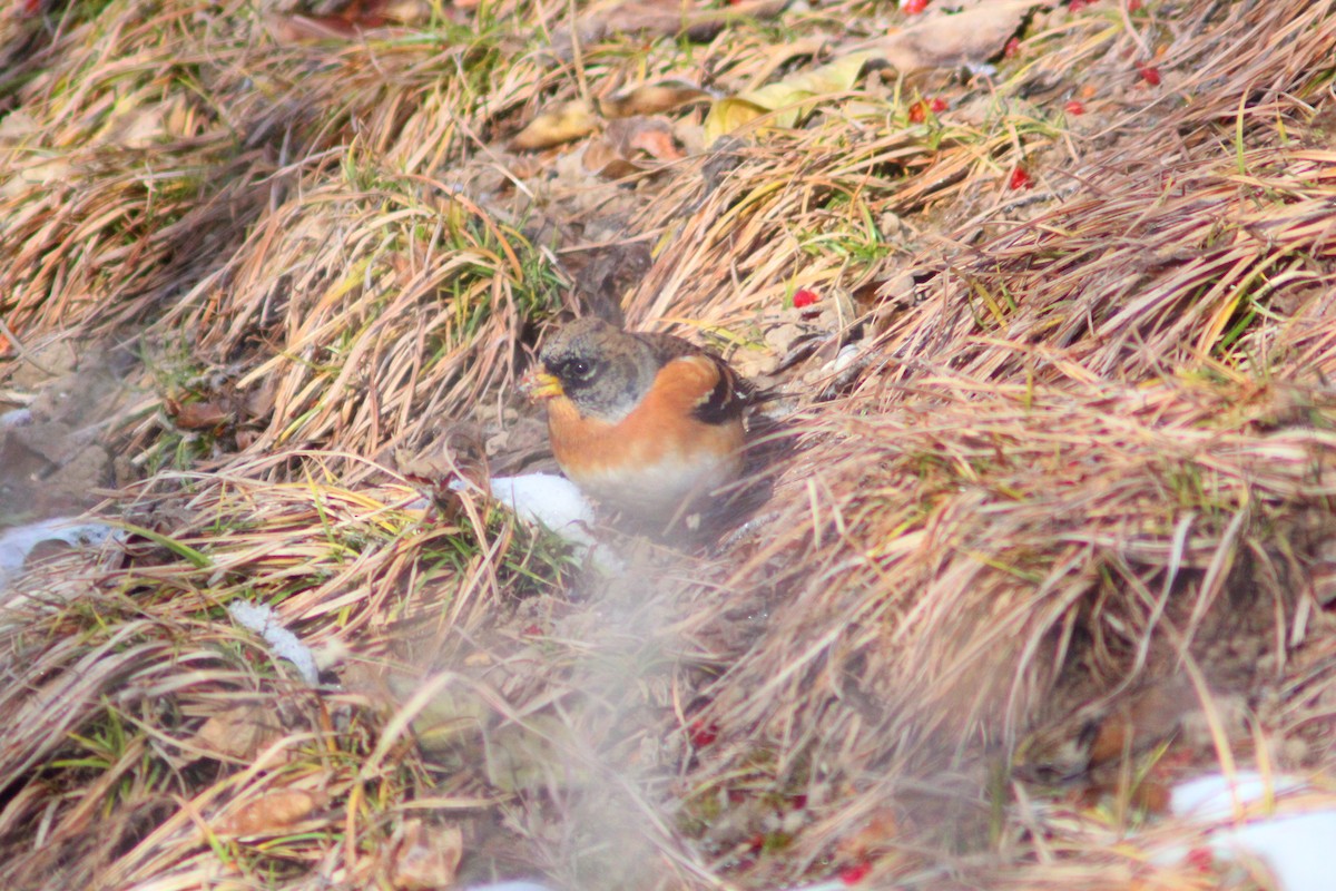 פרוש הרים - ML646887909
