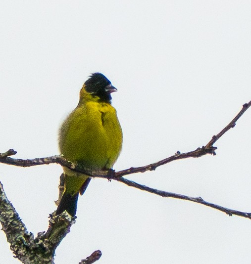 Чиж чорноголовий - ML646887913