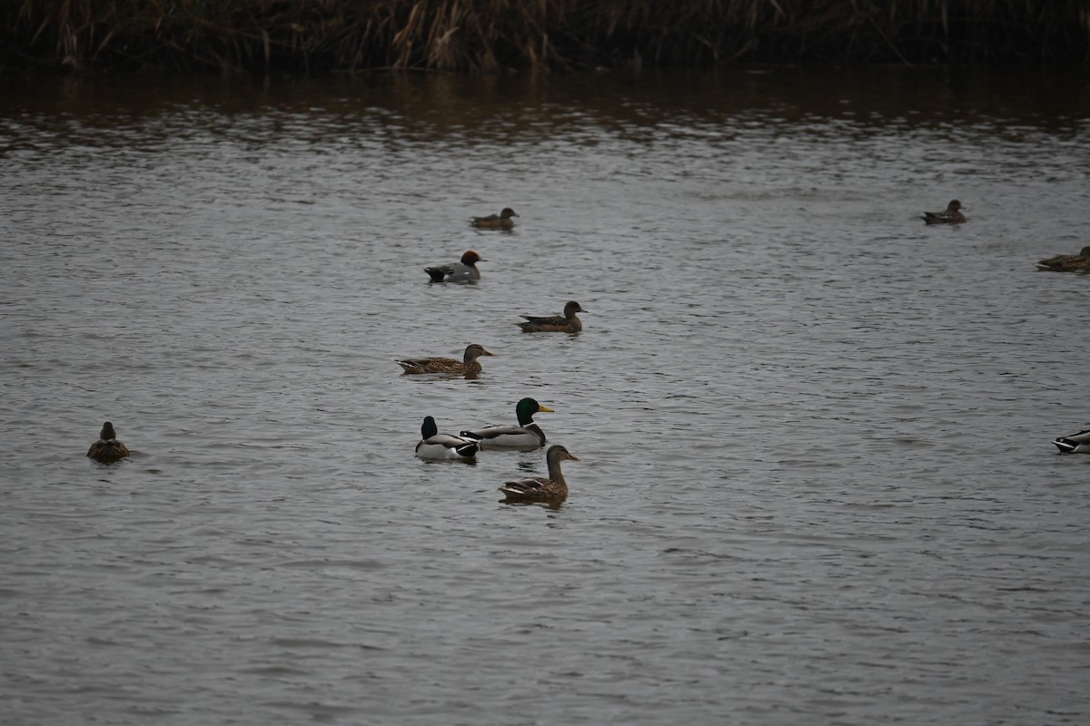 Mallard - ML646887914