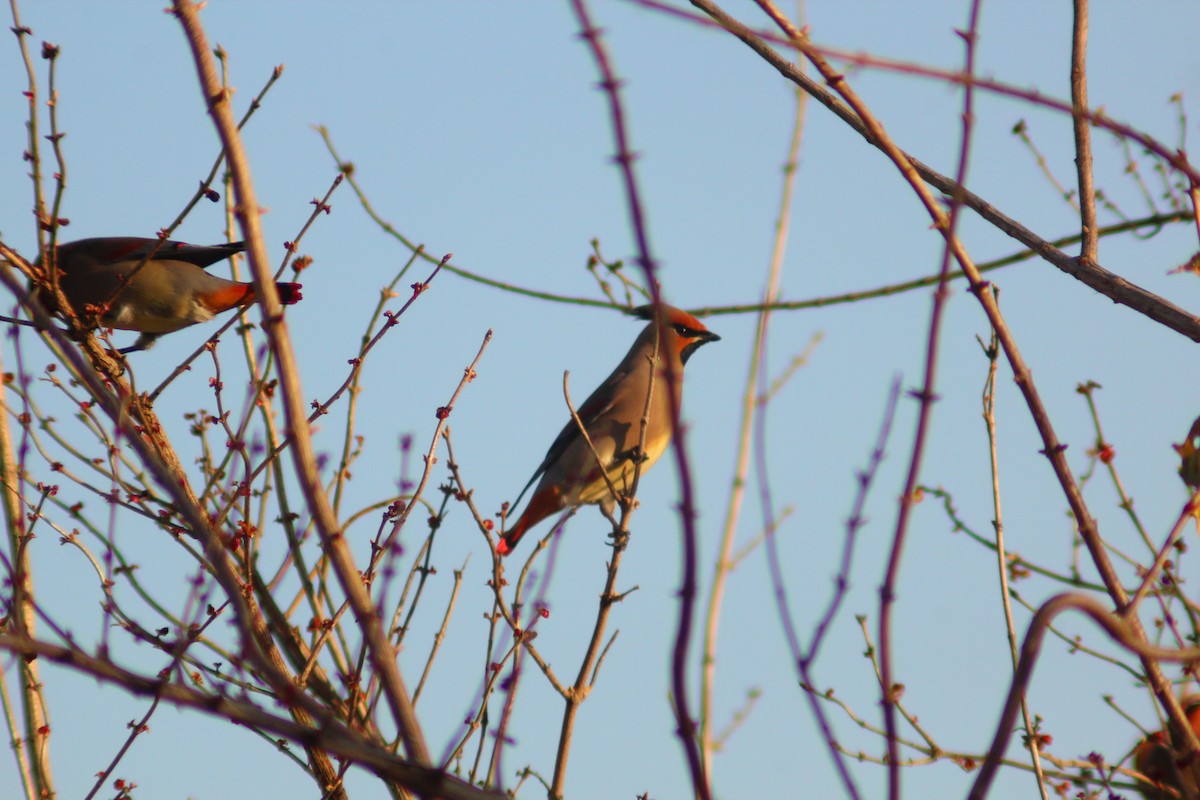 Japanese Waxwing - ML646887917