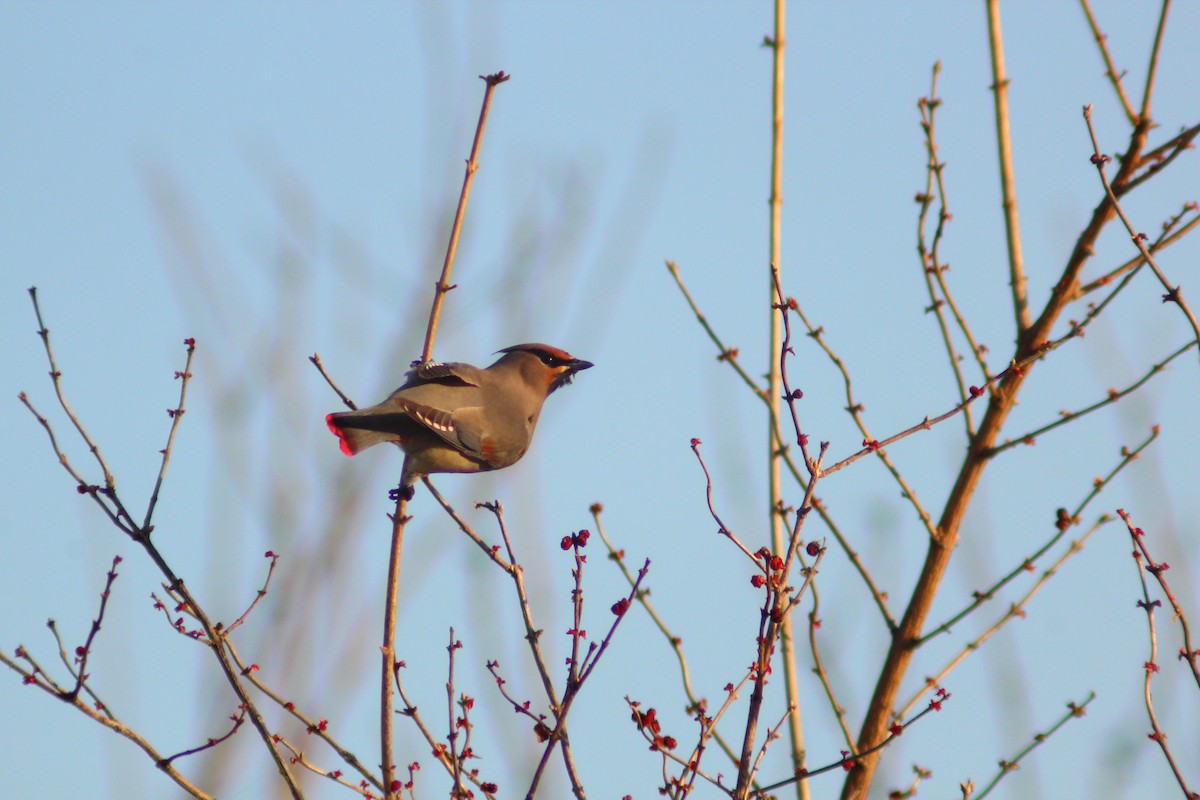 Japanese Waxwing - ML646887918