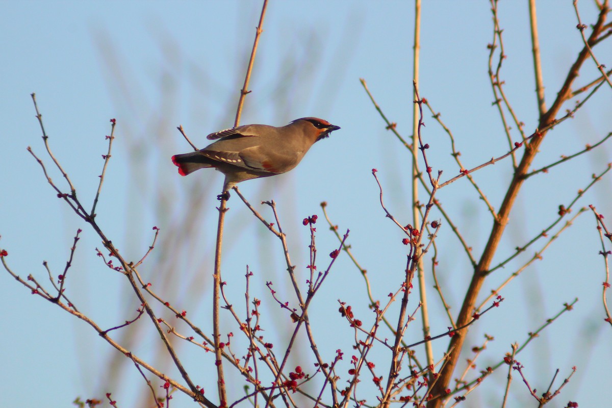Japanese Waxwing - ML646887919