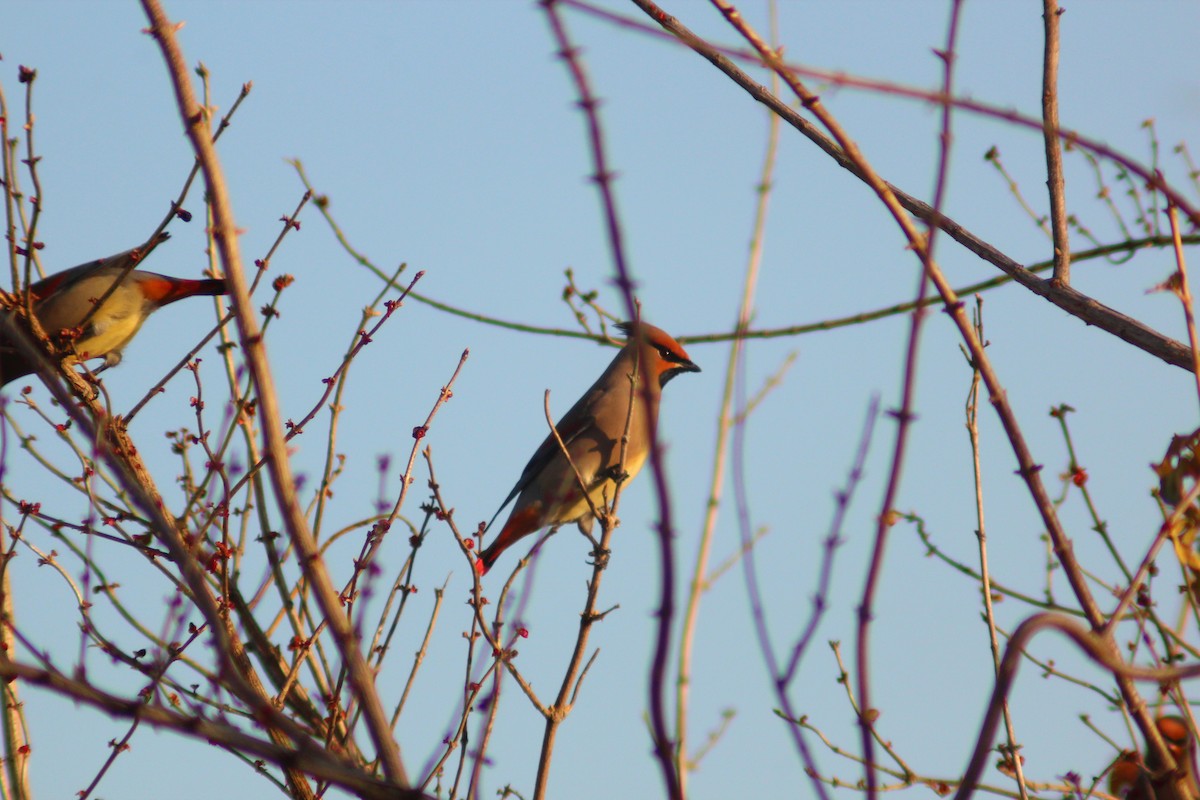 Japanese Waxwing - ML646887920