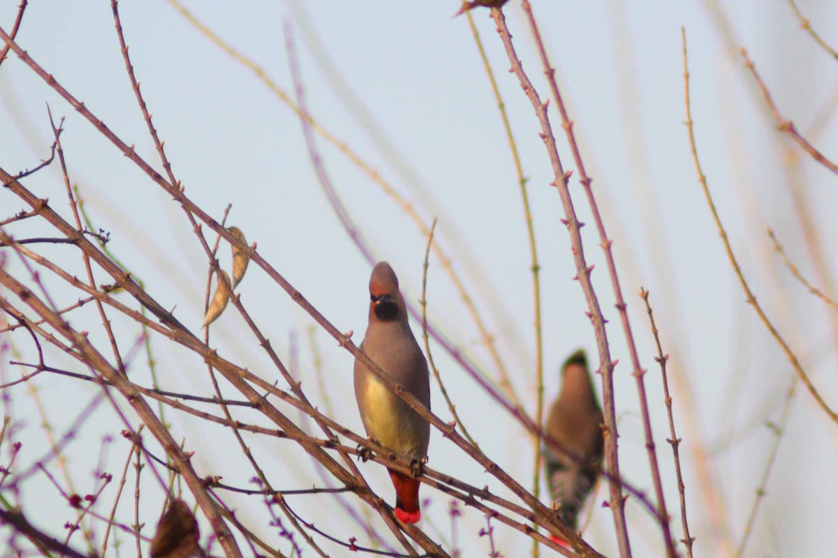 Japanese Waxwing - ML646887921