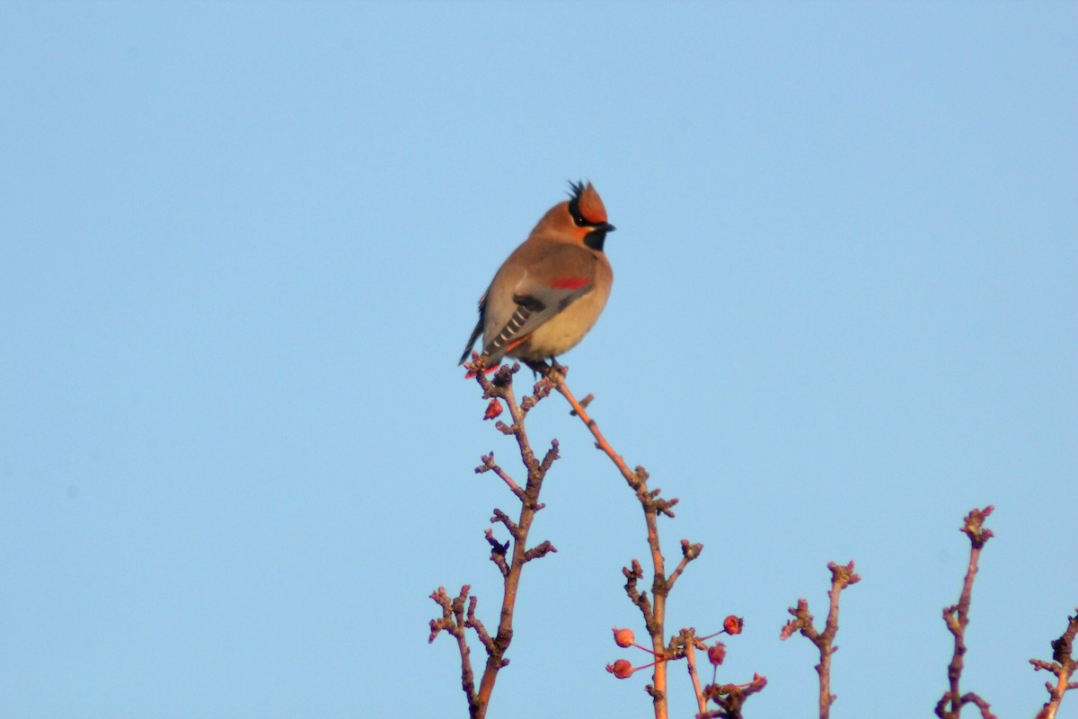 Japanese Waxwing - ML646887922