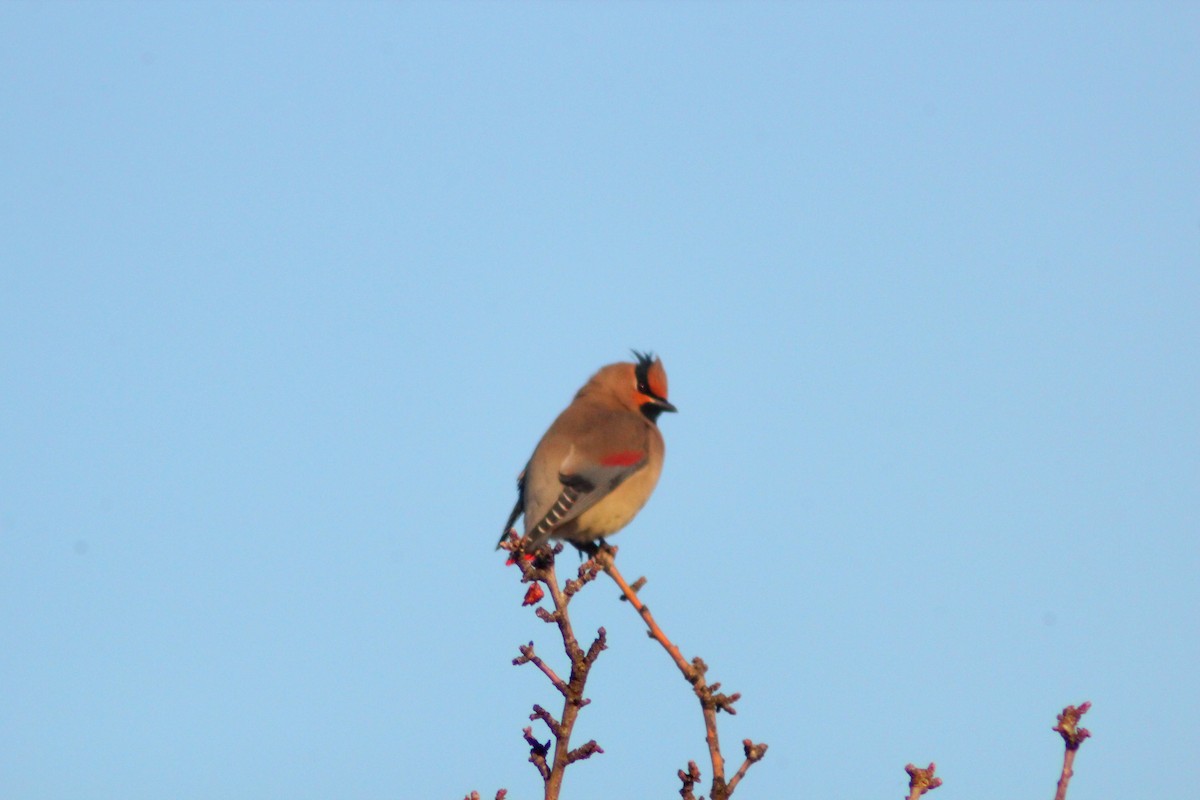 Japanese Waxwing - ML646887923