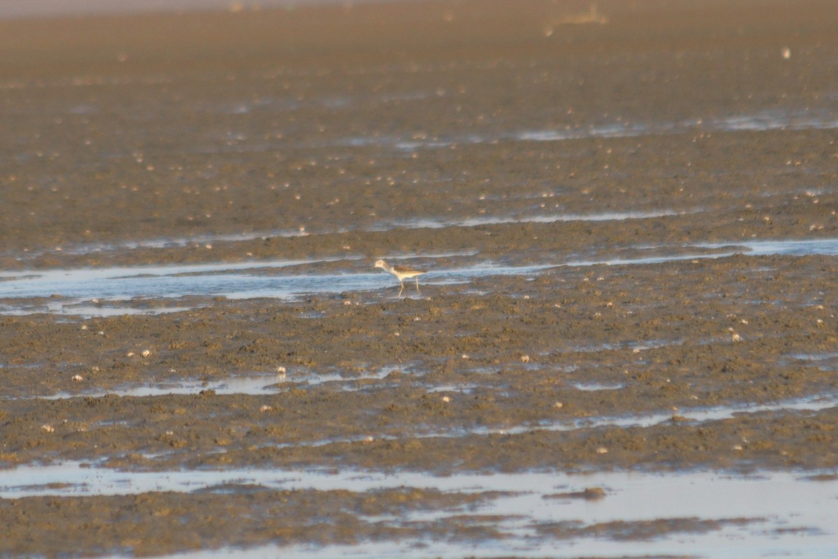 Yeşilbacak - ML646887924