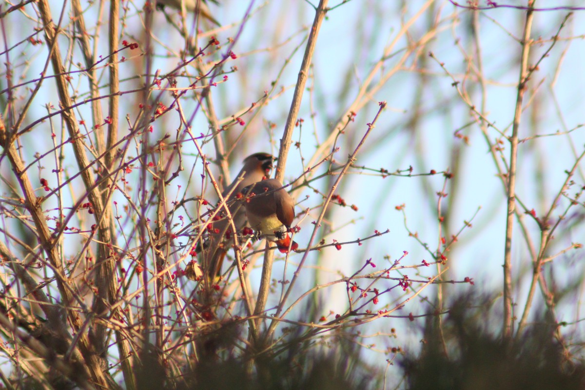 Japanese Waxwing - ML646887925