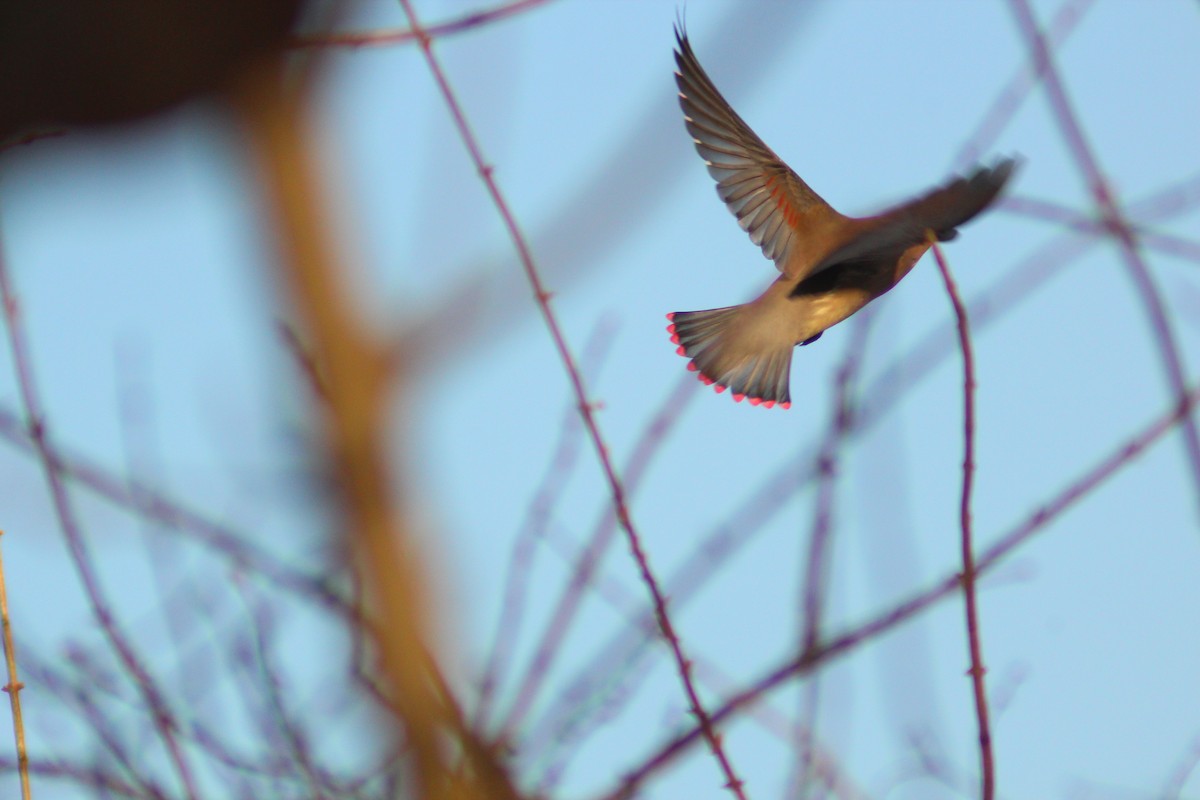 Japanese Waxwing - ML646887926