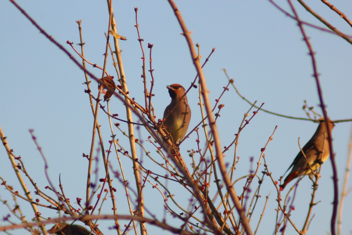 Japanese Waxwing - ML646887927