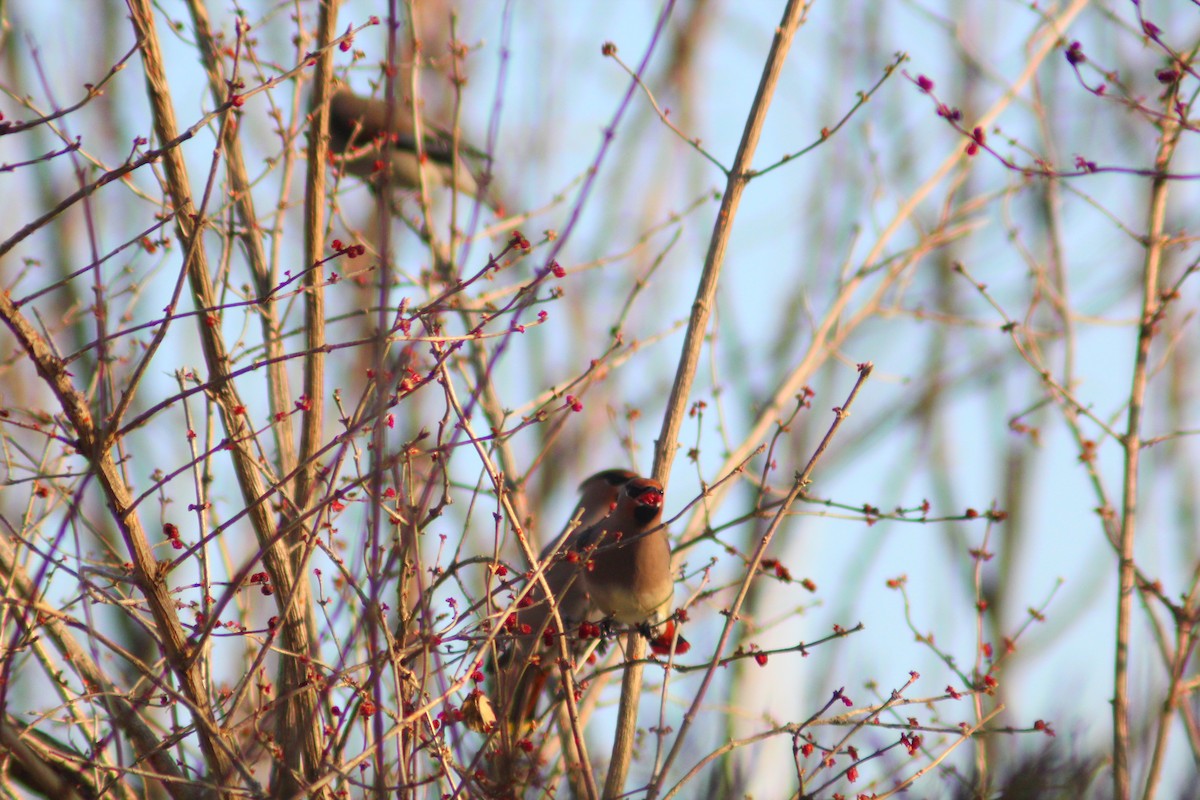 Japanese Waxwing - ML646887928
