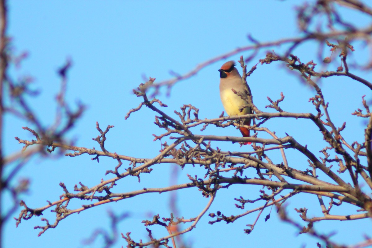 Japanese Waxwing - ML646887929