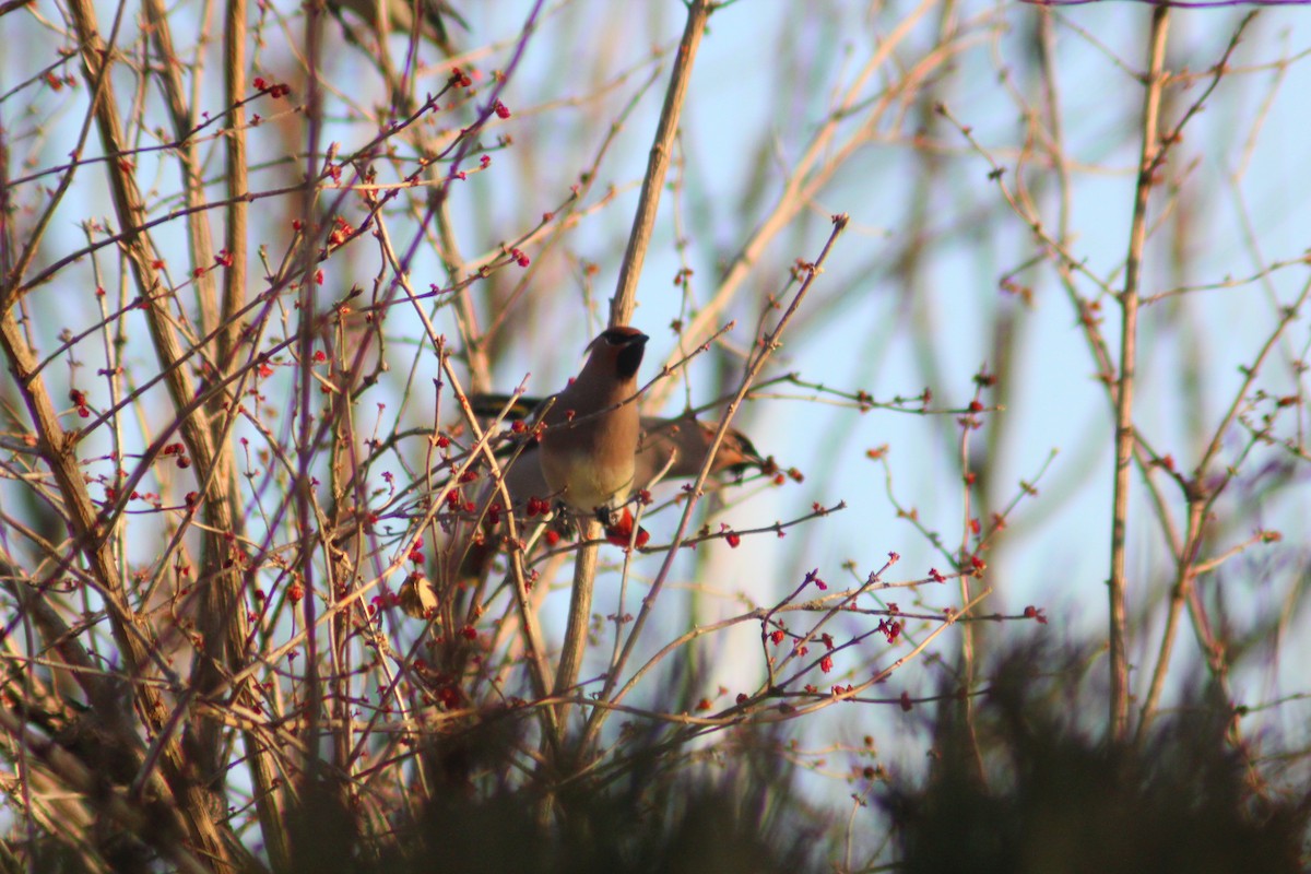 Japanese Waxwing - ML646887930
