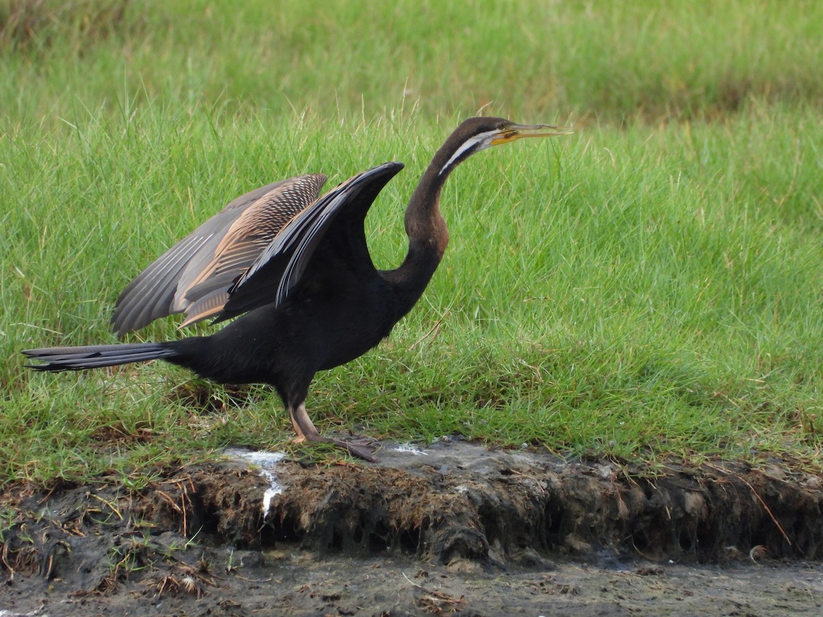 Australasian Darter - ML646887933