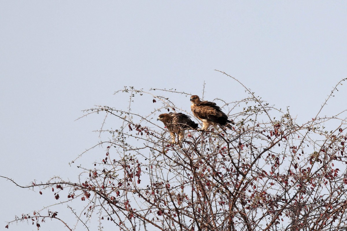 Tawny Eagle - ML646887934