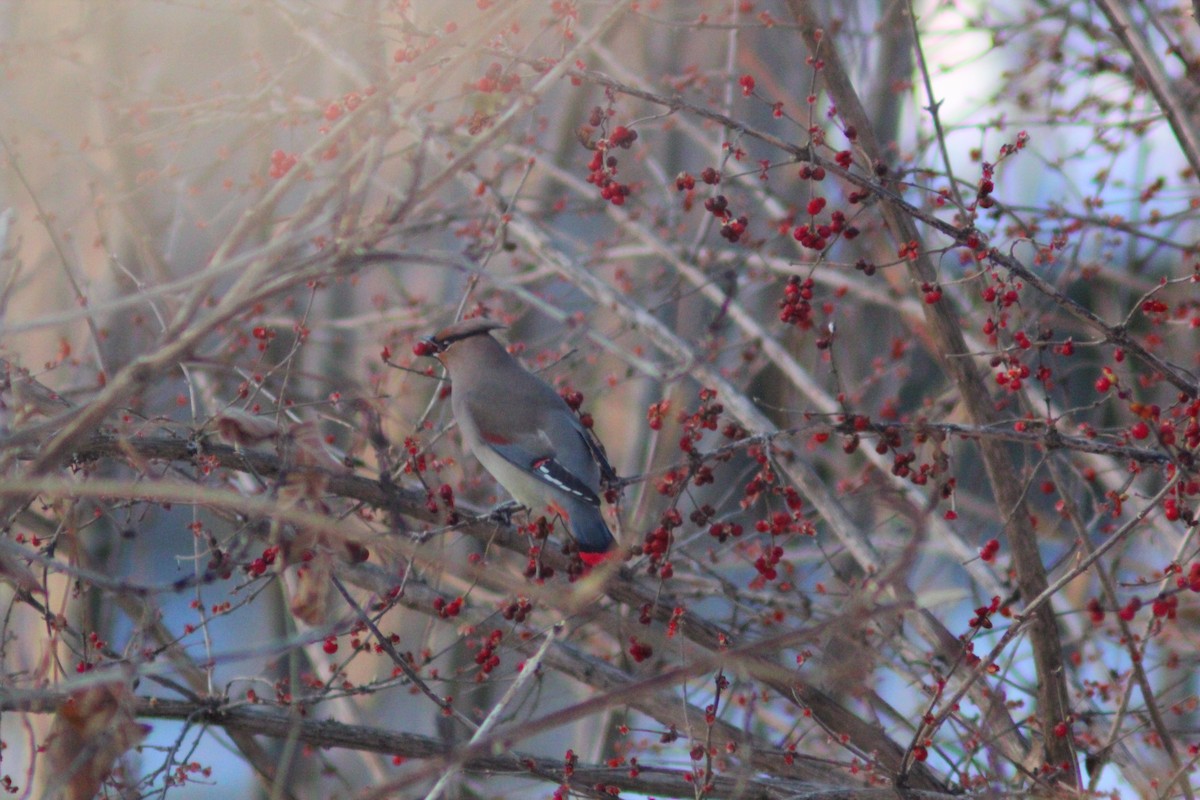 Japanese Waxwing - ML646887935