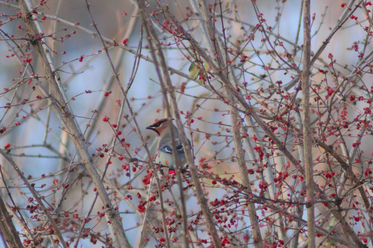 Japanese Waxwing - ML646887936