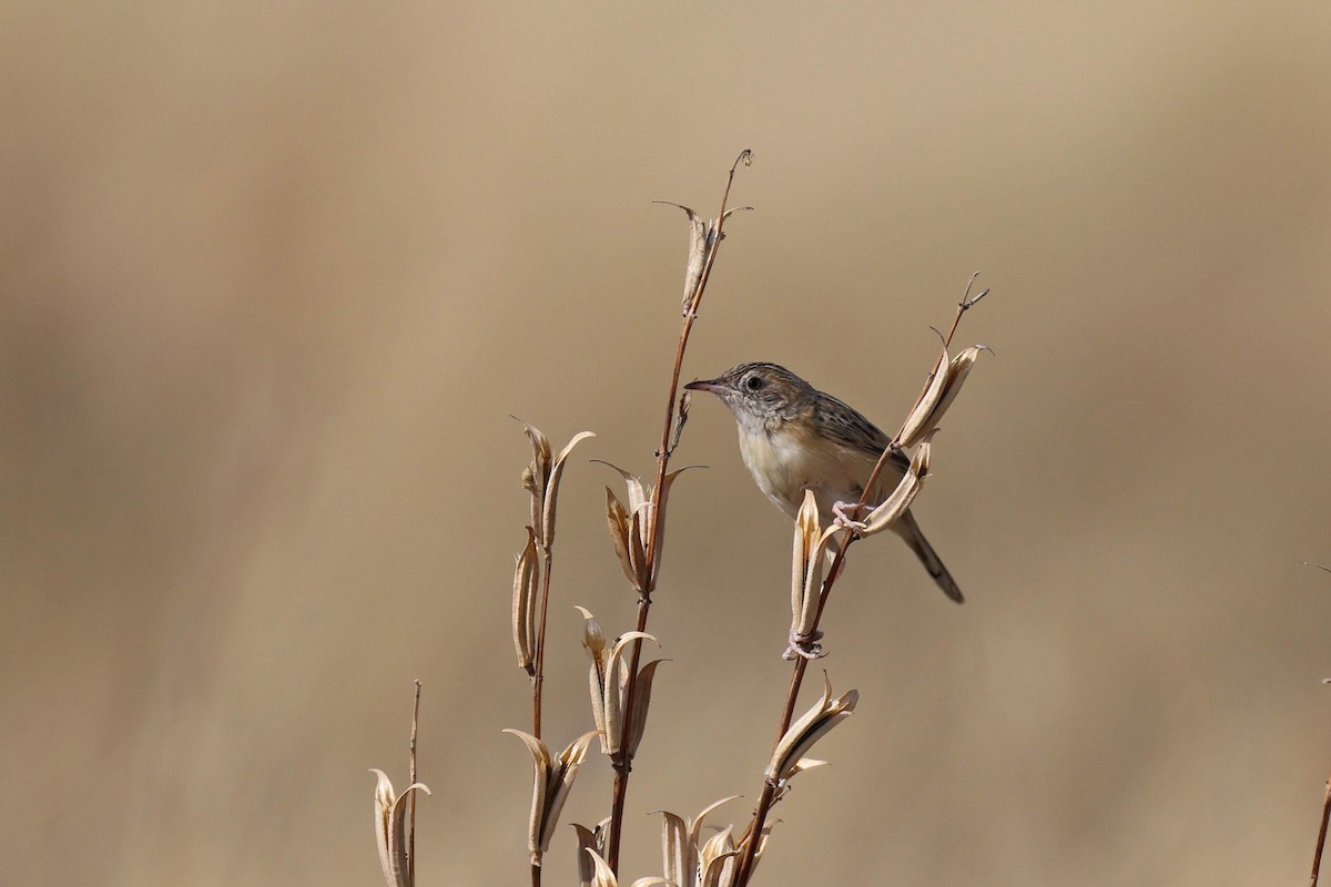 Desert Cisticola - ML646887937